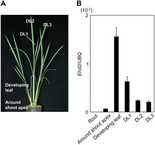 Figure 3.