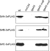 FIG. 2.