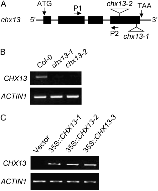 Figure 5.