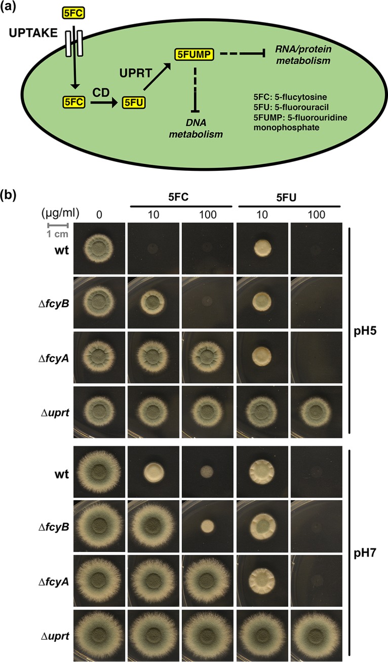 FIG 1