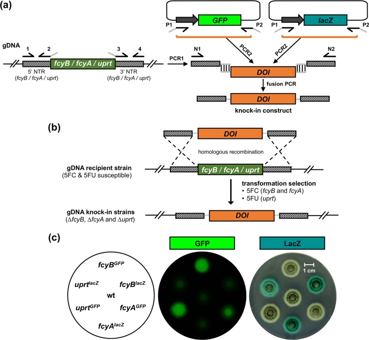 FIG 2