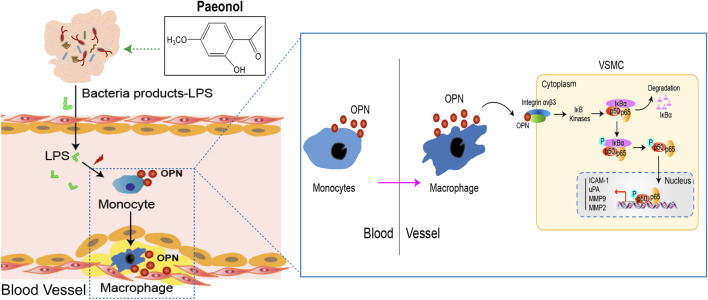 graphic file with name FPHAR_fphar-2022-936677_wc_abs.jpg