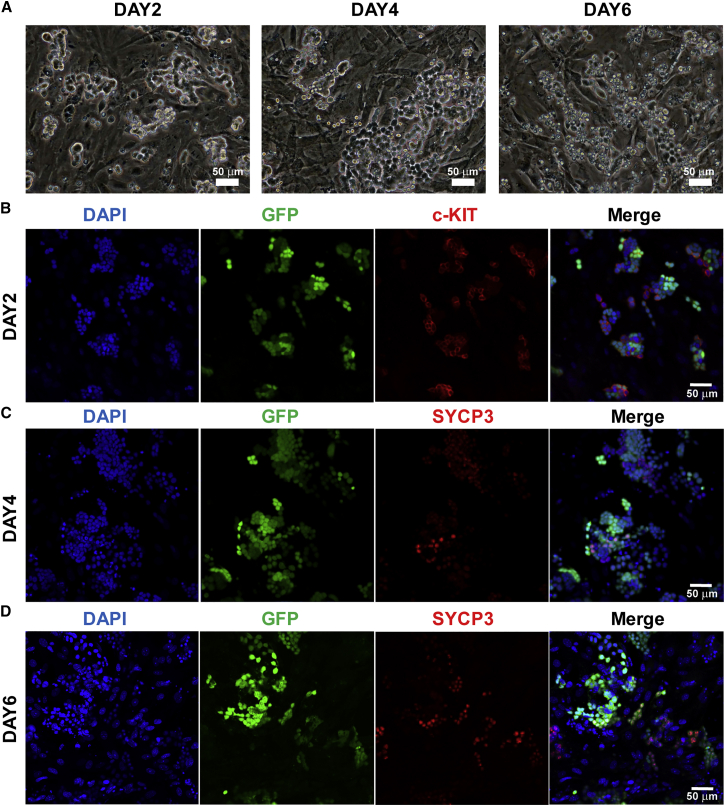 Figure 3