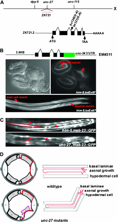 Figure 7.—