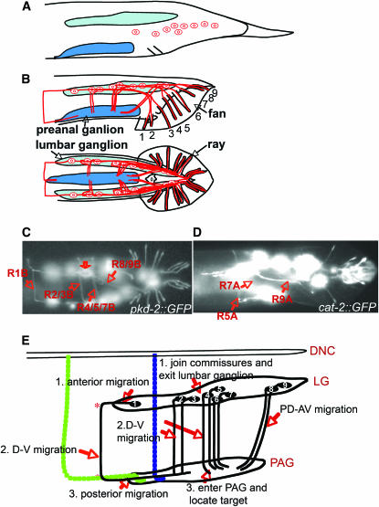 Figure 1.—