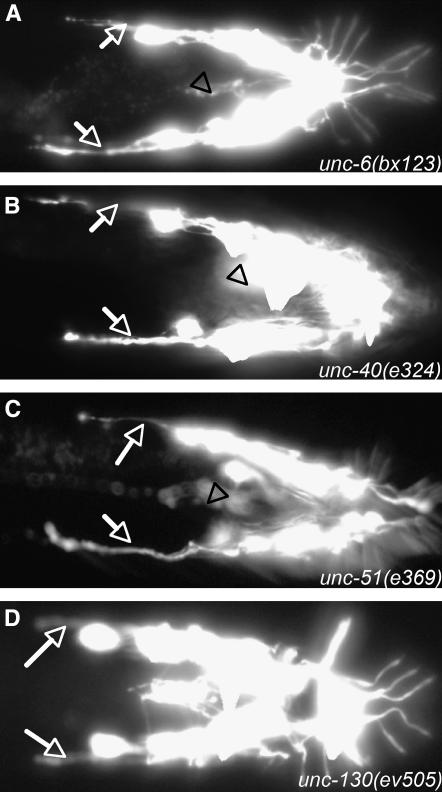 Figure 3.—