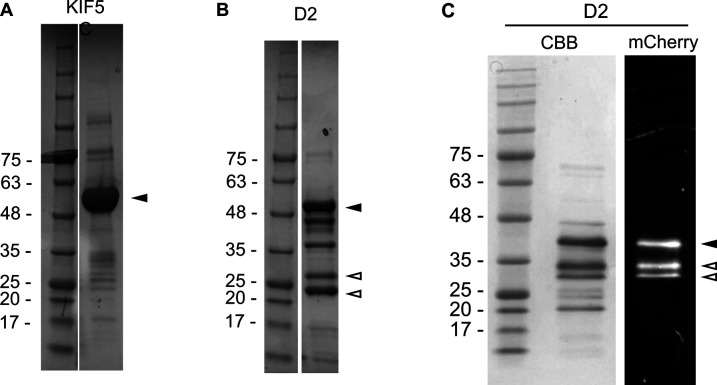 Figure S1.