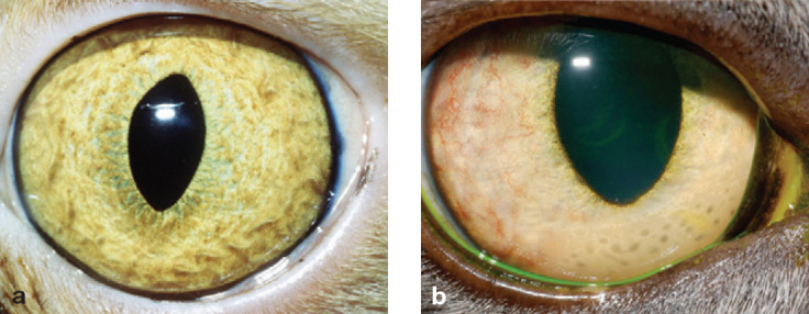 Fig 3 (a)