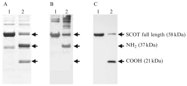 Figure 19.1