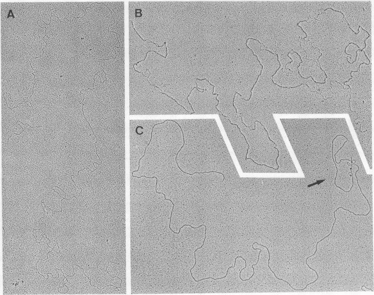 graphic file with name pnas00044-0092-a.jpg