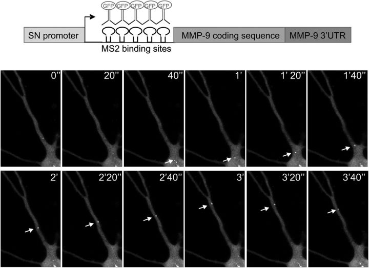 Figure 3.