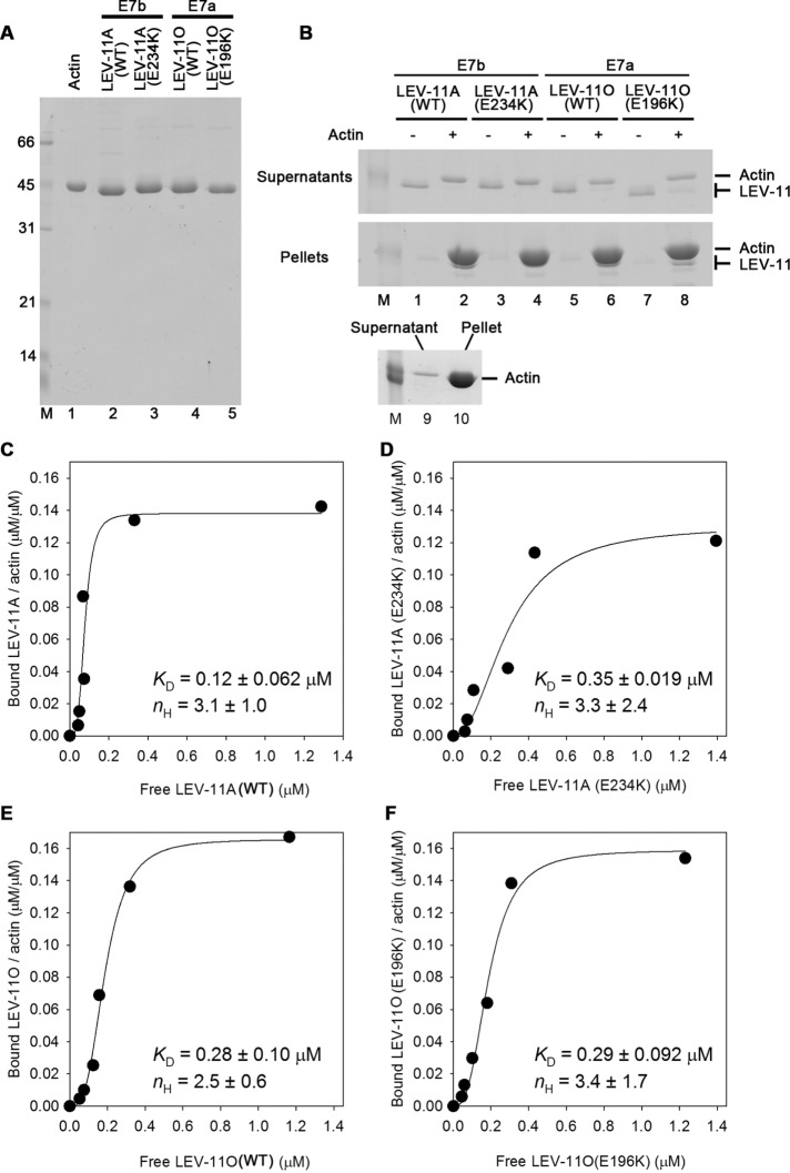 FIGURE 3: