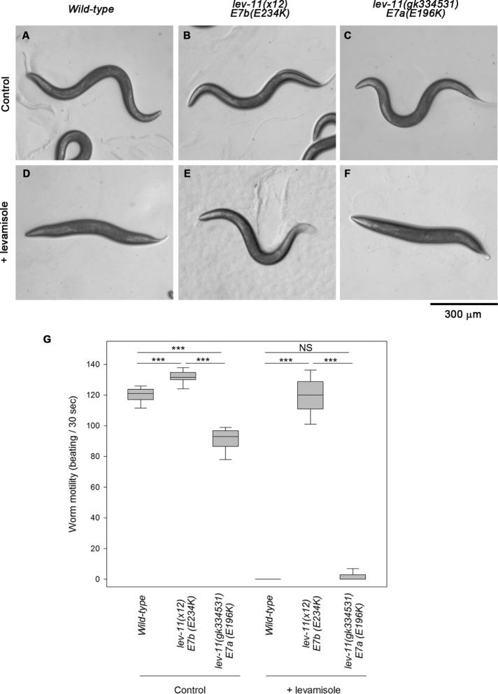 FIGURE 5: