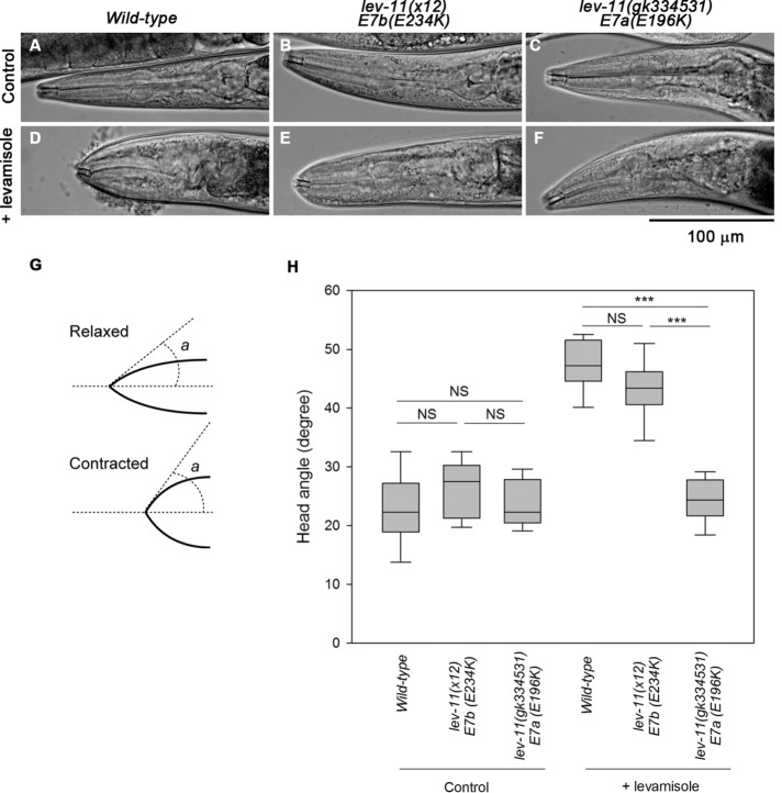 FIGURE 6: