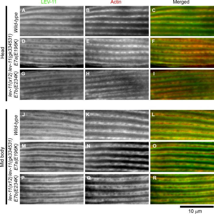 FIGURE 4: