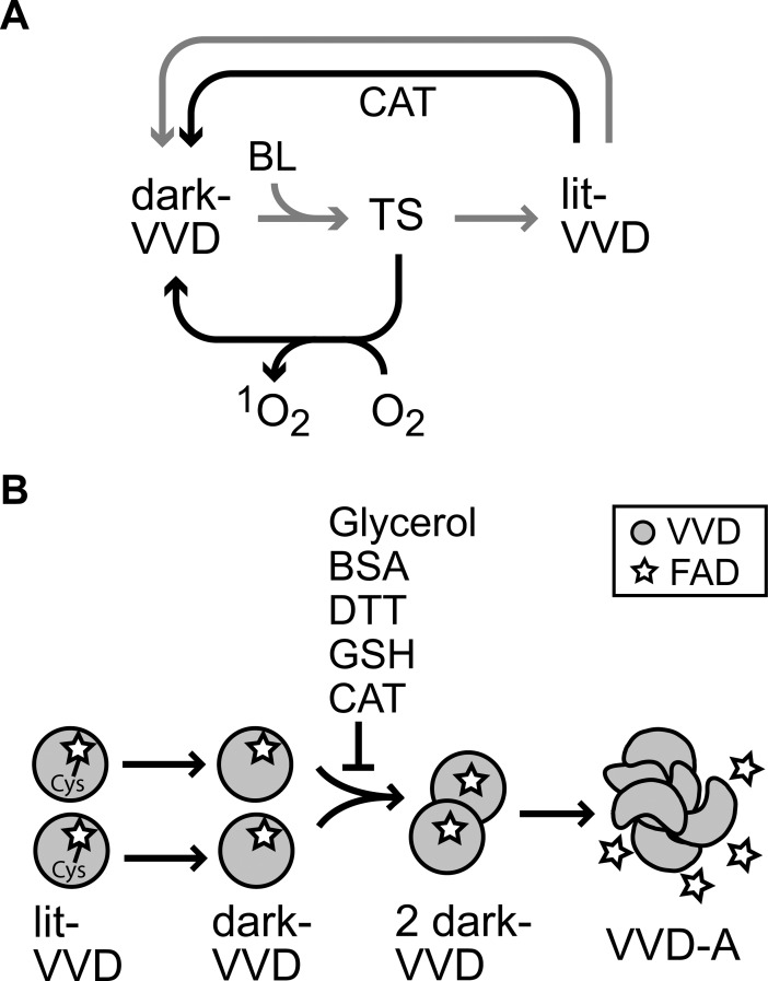 Fig 5