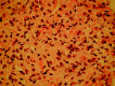 Fig 4.