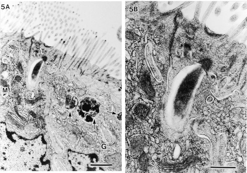 FIG. 5