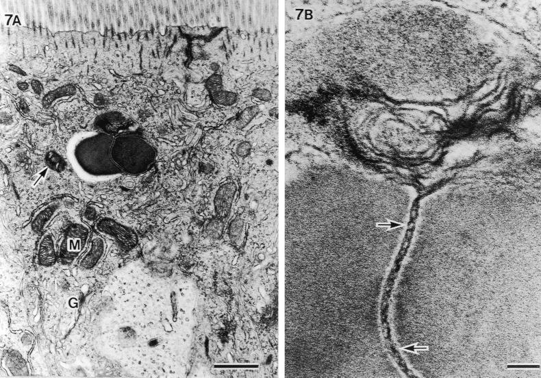 FIG. 7