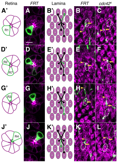 Fig. 6.