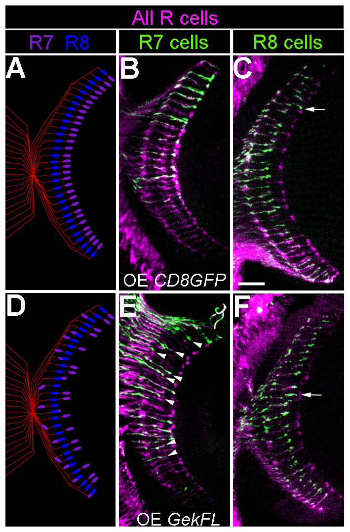 Fig. 9.