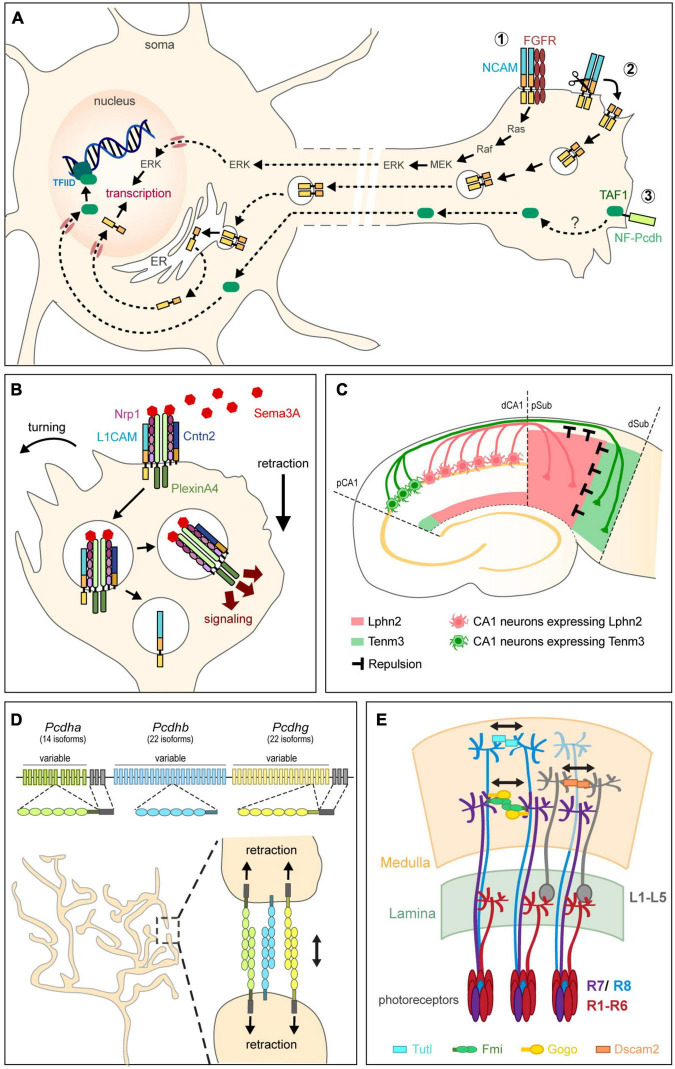 FIGURE 3