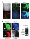 Fig. (6)