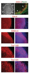Fig. (1)