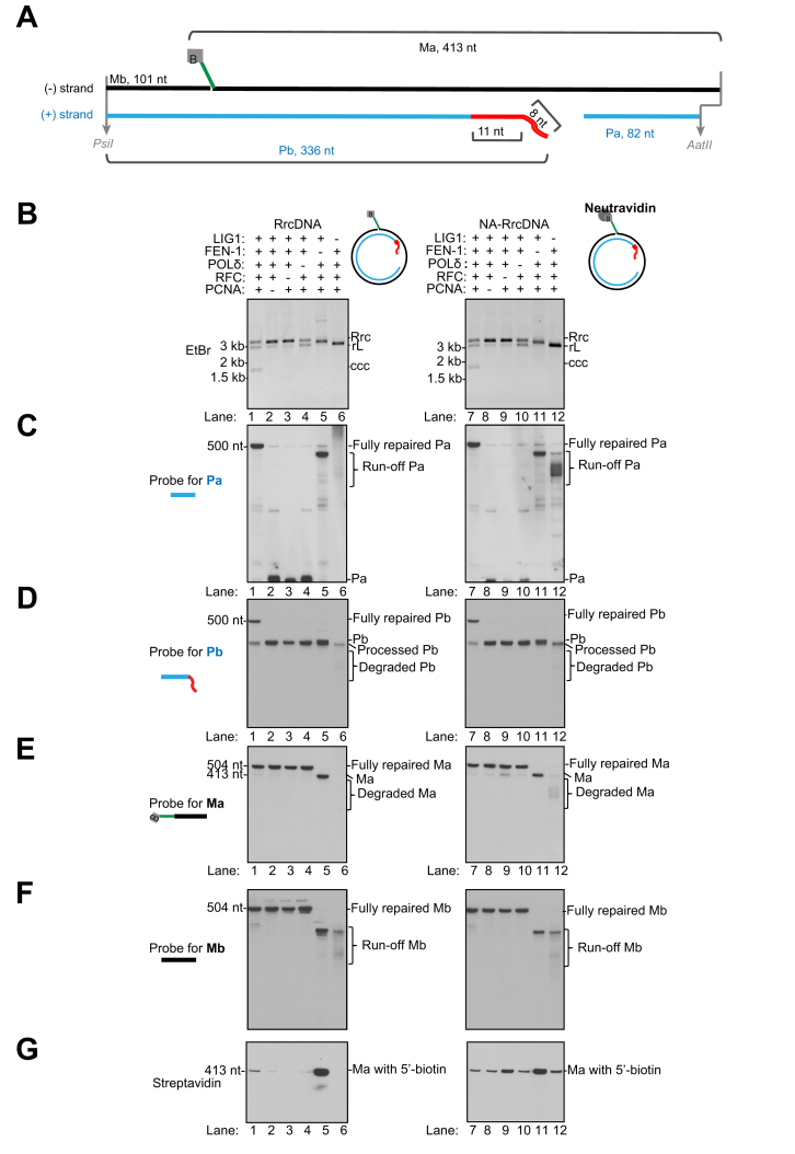 Fig. 4