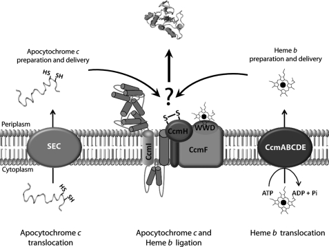 FIGURE 1.