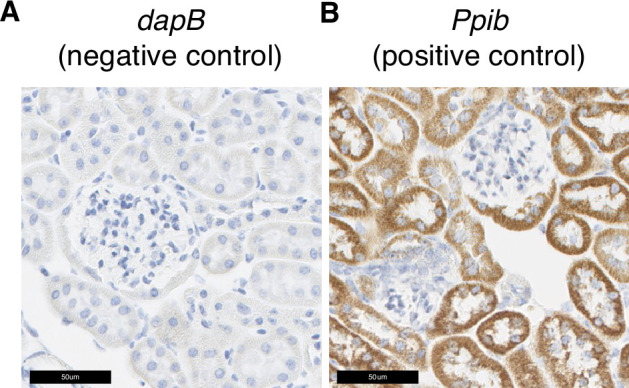 Figure 4—figure supplement 1.