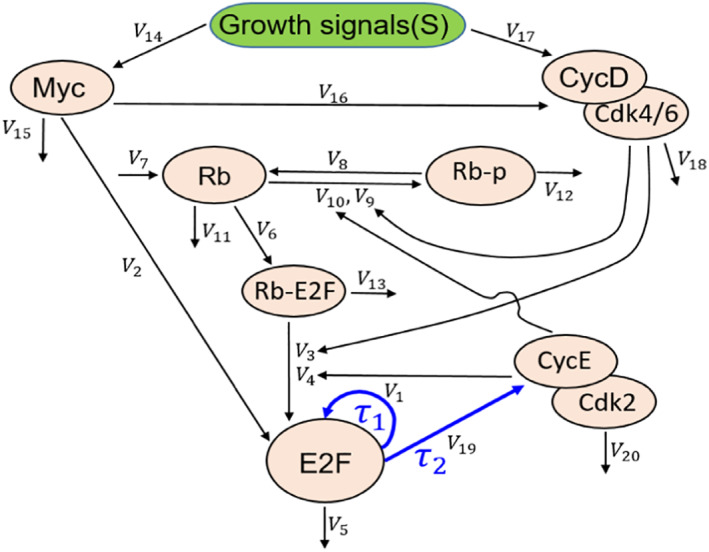 Effects of noise and time delay on E2F's expression level in a bistable ...