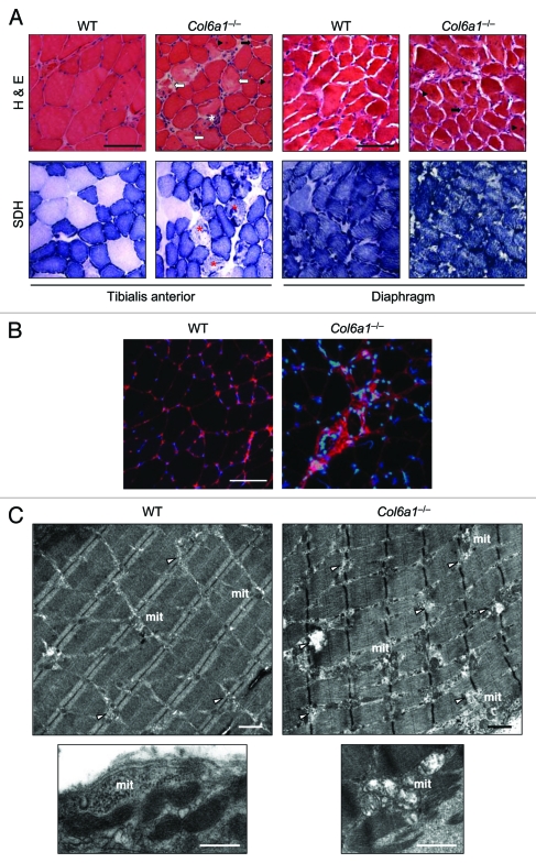 Figure 3.