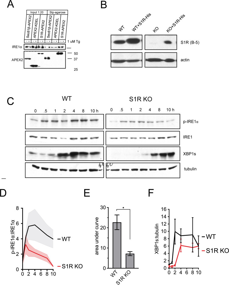 Figure 5—figure supplement 3.