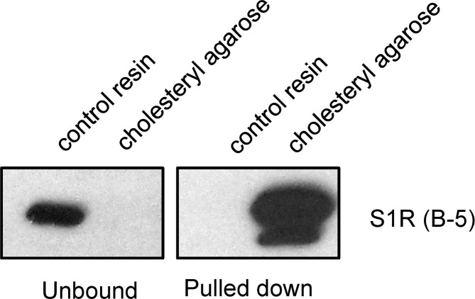 Figure 4—figure supplement 1.