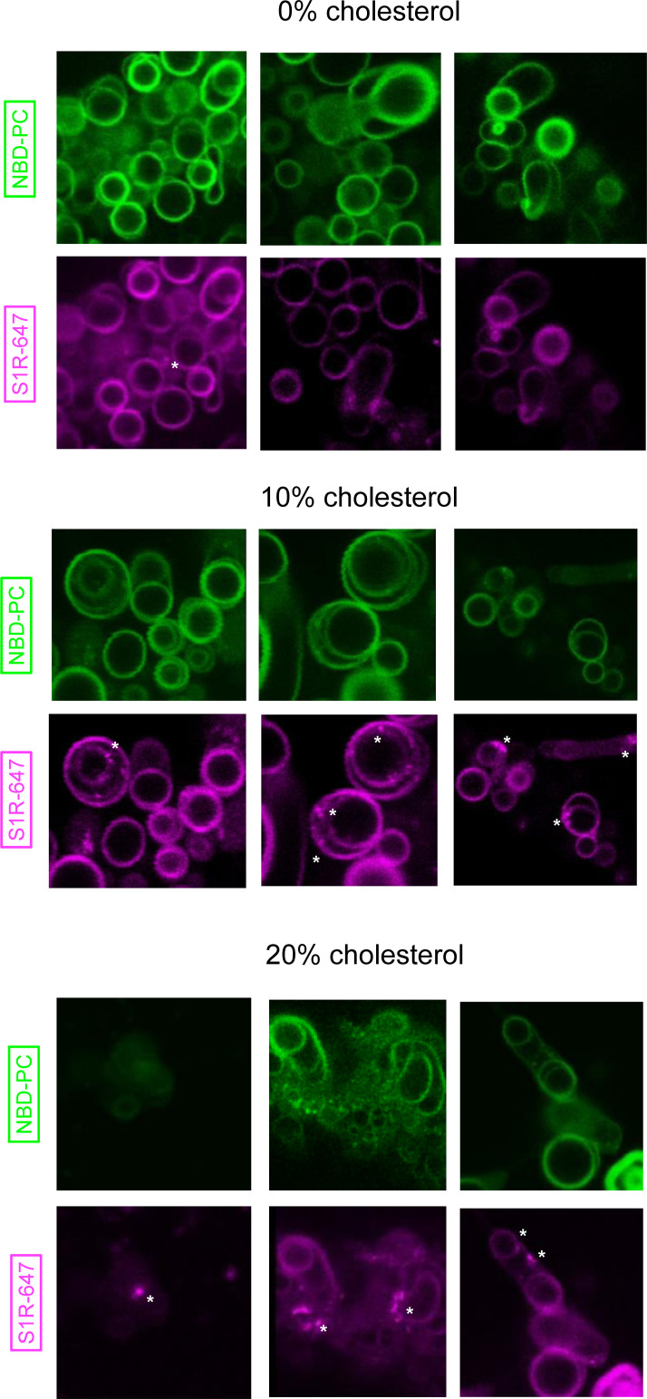 Figure 2—figure supplement 1.