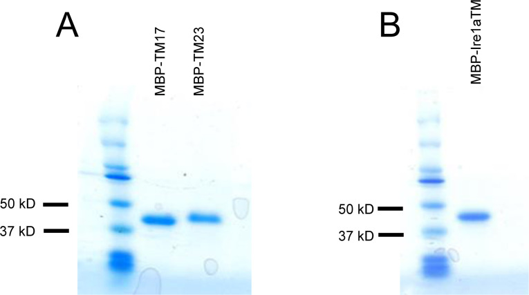 Figure 5—figure supplement 1.