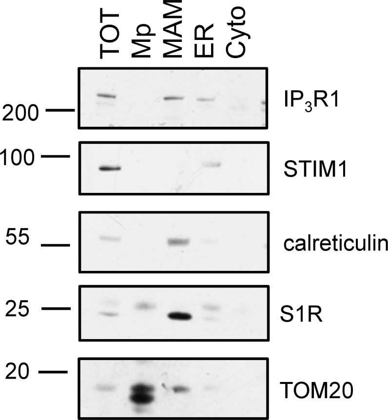 Figure 1—figure supplement 2.