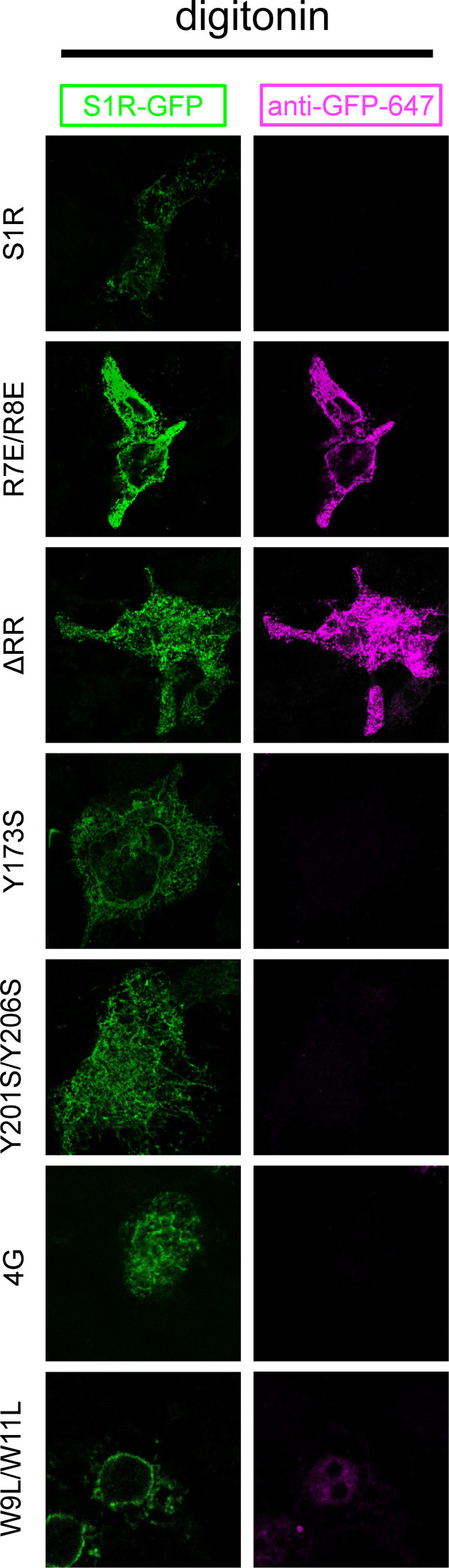 Figure 3—figure supplement 1.