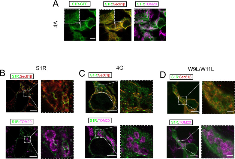 Figure 3—figure supplement 2.