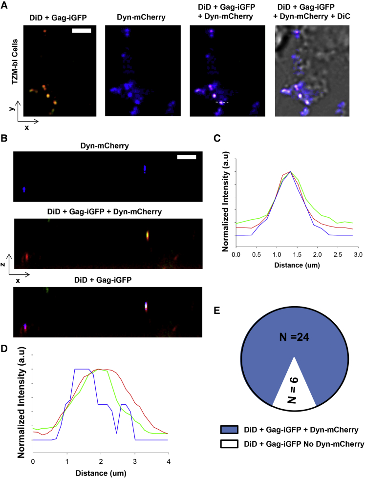 Figure 5