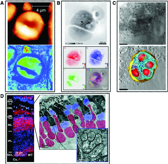 Fig. 1