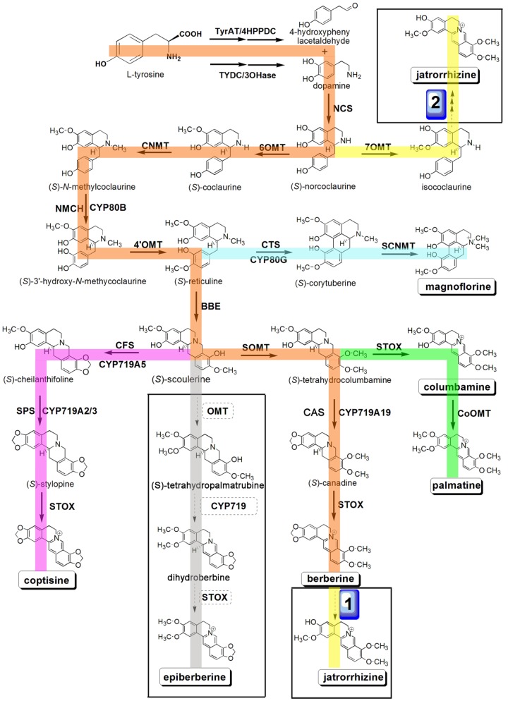 FIGURE 1