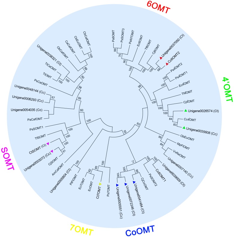 FIGURE 4