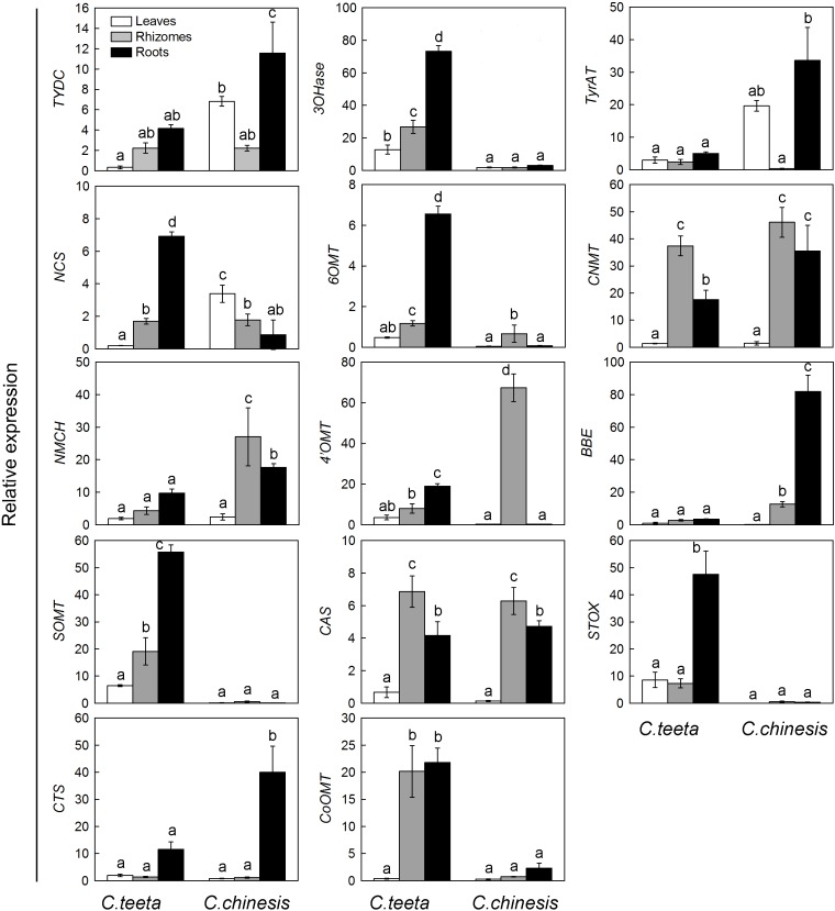 FIGURE 6