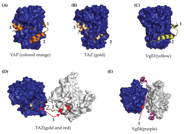 Figure 4