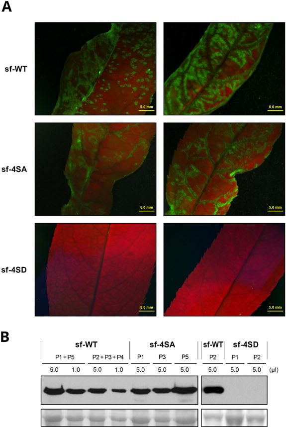 Fig. 6