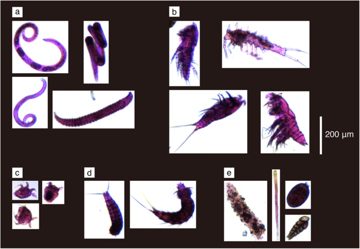 Fig. 2