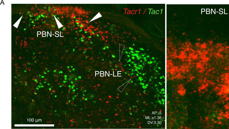 Figure 2—figure supplement 1.