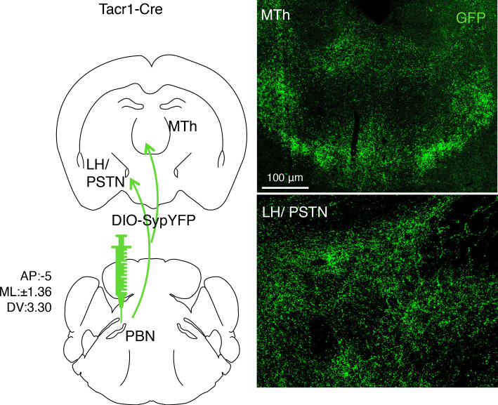 Figure 2—figure supplement 2.